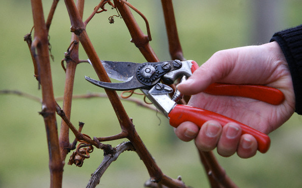 vine pruning