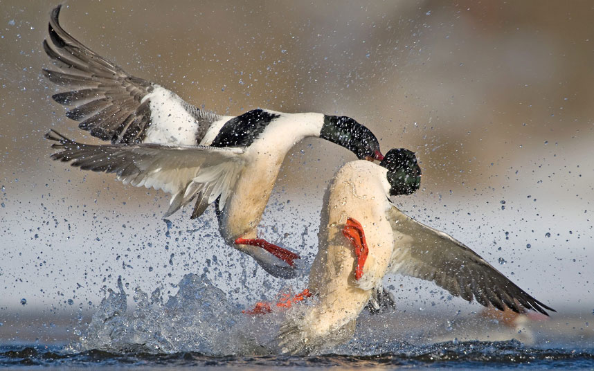 ducks fight